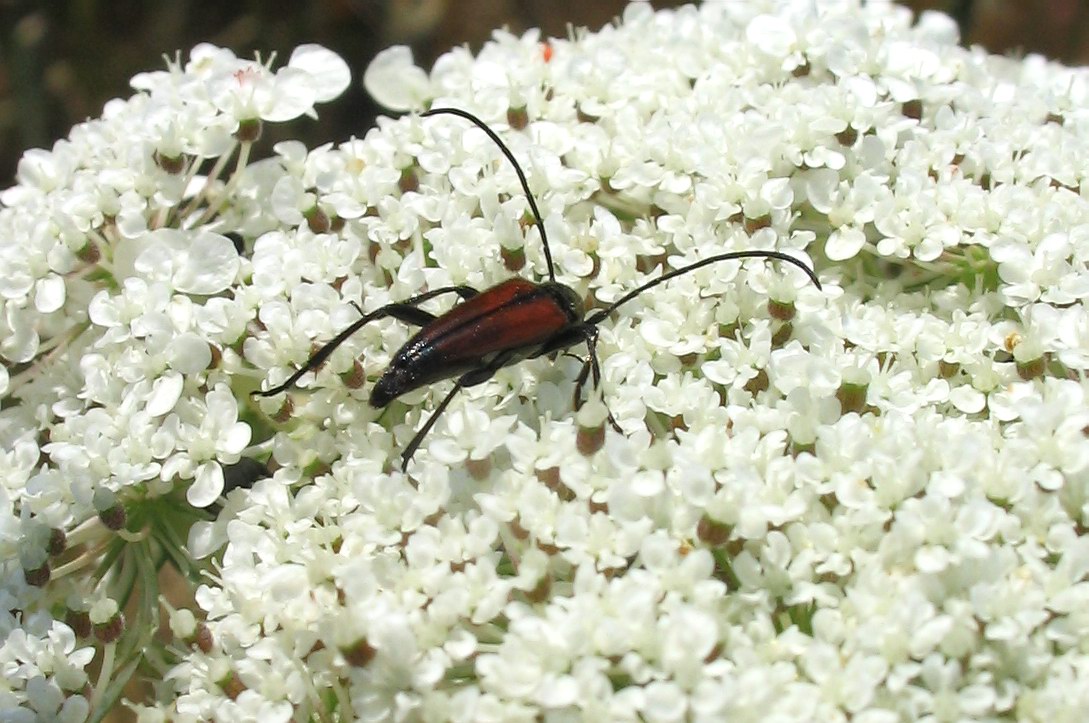 Rutpela maculata (Cerambycidae) e Sitaris solieri (Meloidae)